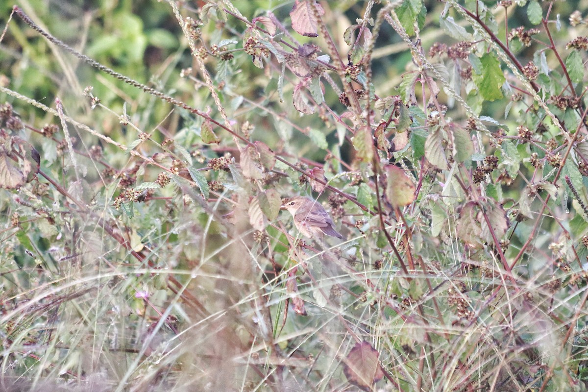 Booted Warbler - ML643264571