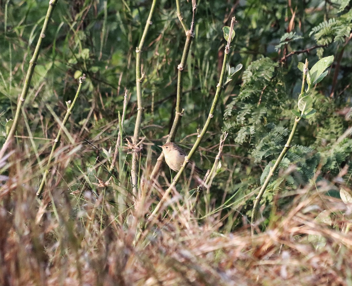 Sykes's Warbler - ML643264572