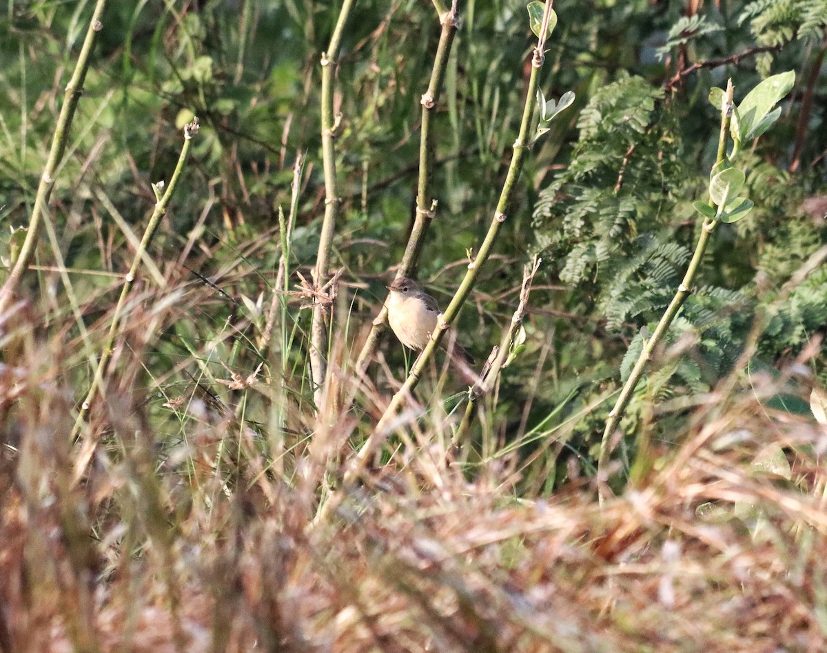 Sykes's Warbler - ML643264573
