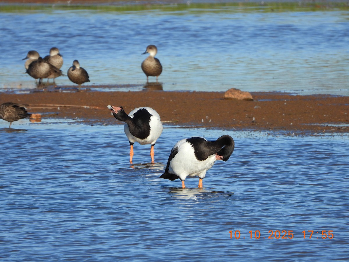 Magpie Goose - ML643264575