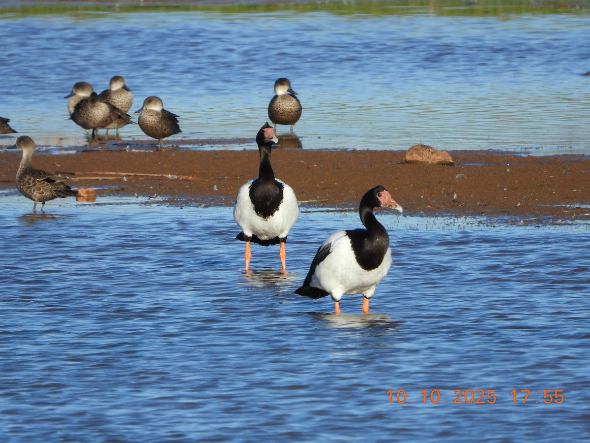 Magpie Goose - ML643264576