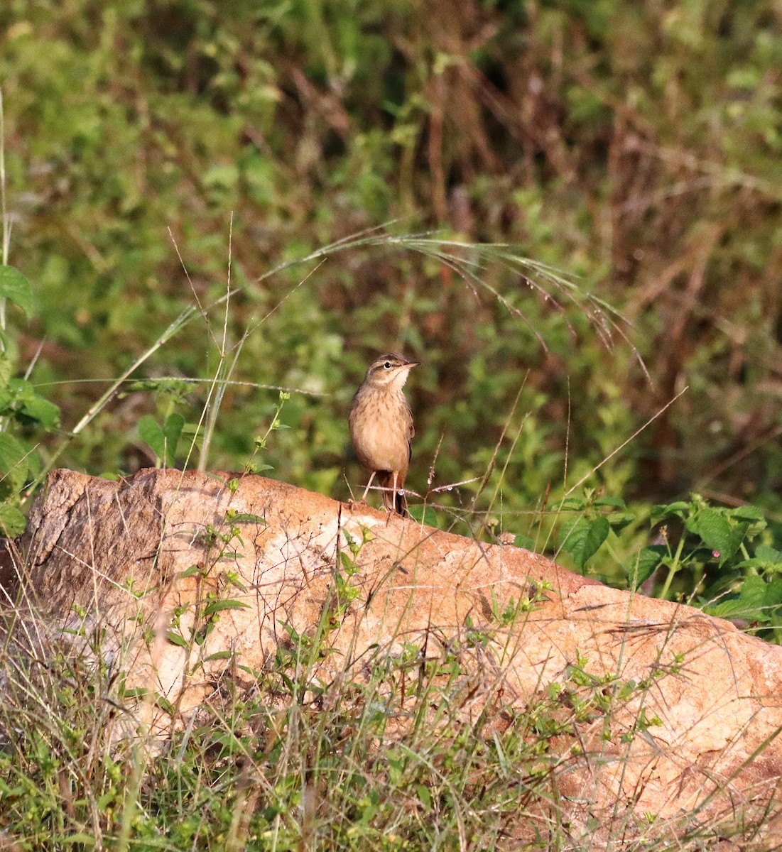 Long-billed Pipit - ML643264577