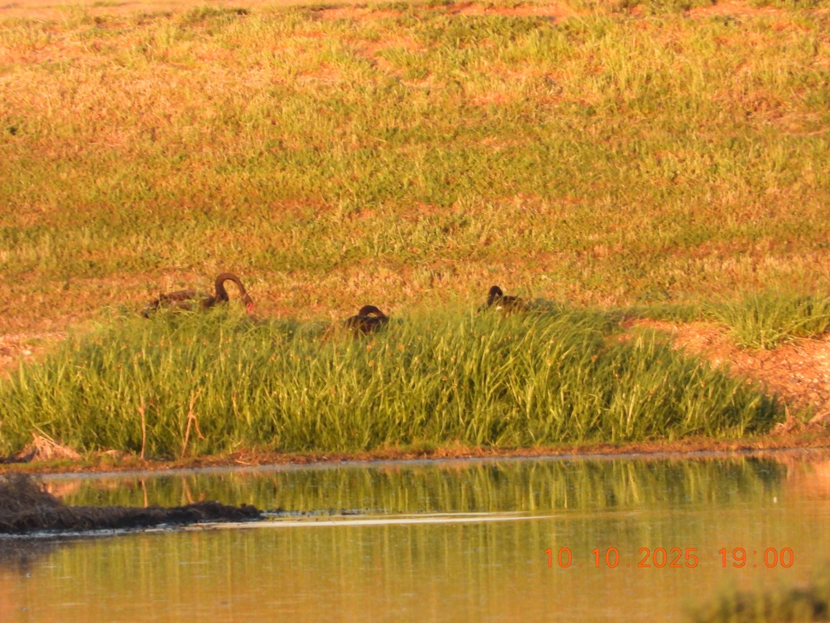 Black Swan - ML643264580