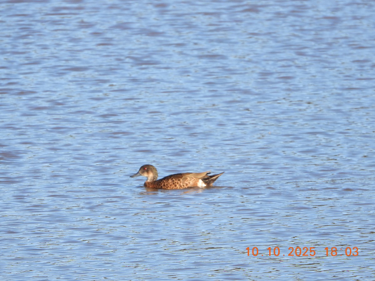 Chestnut Teal - ML643264585