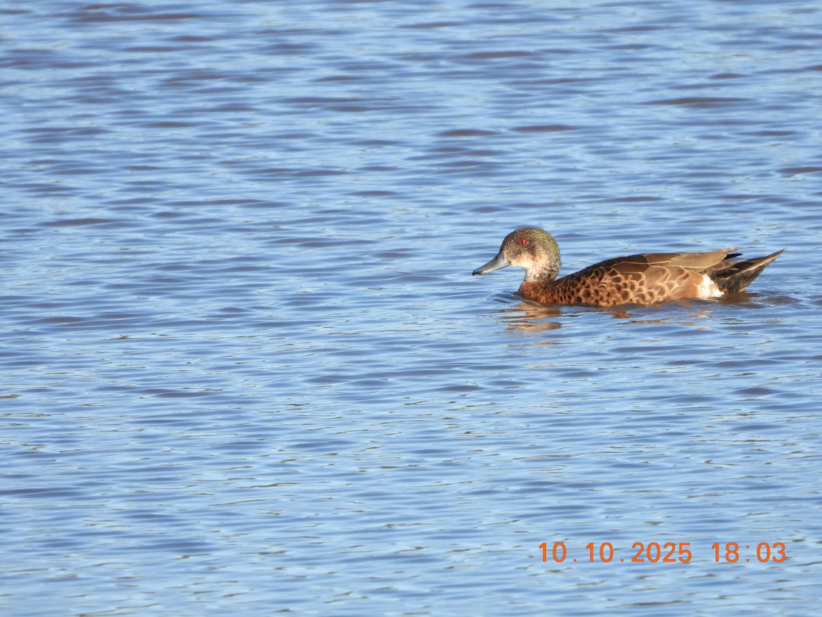 Chestnut Teal - ML643264586