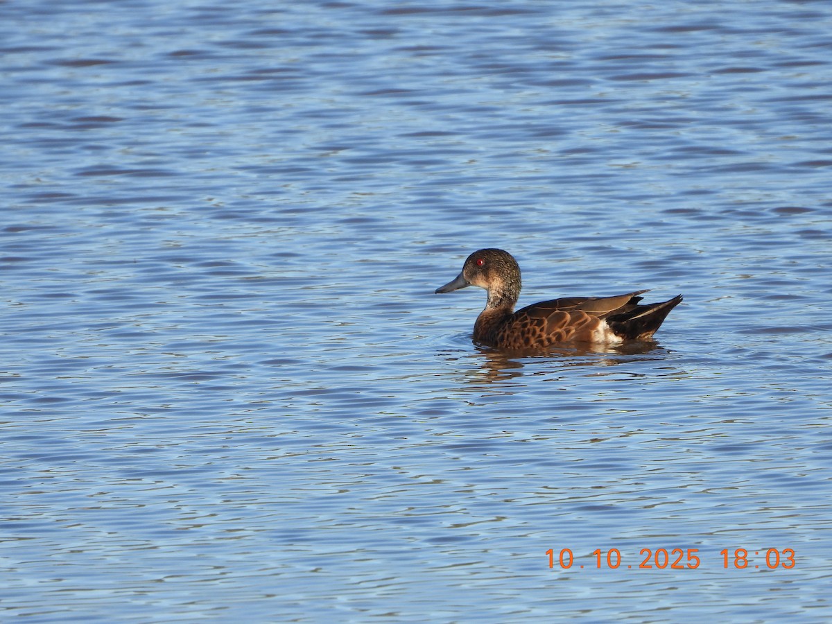 Chestnut Teal - ML643264591