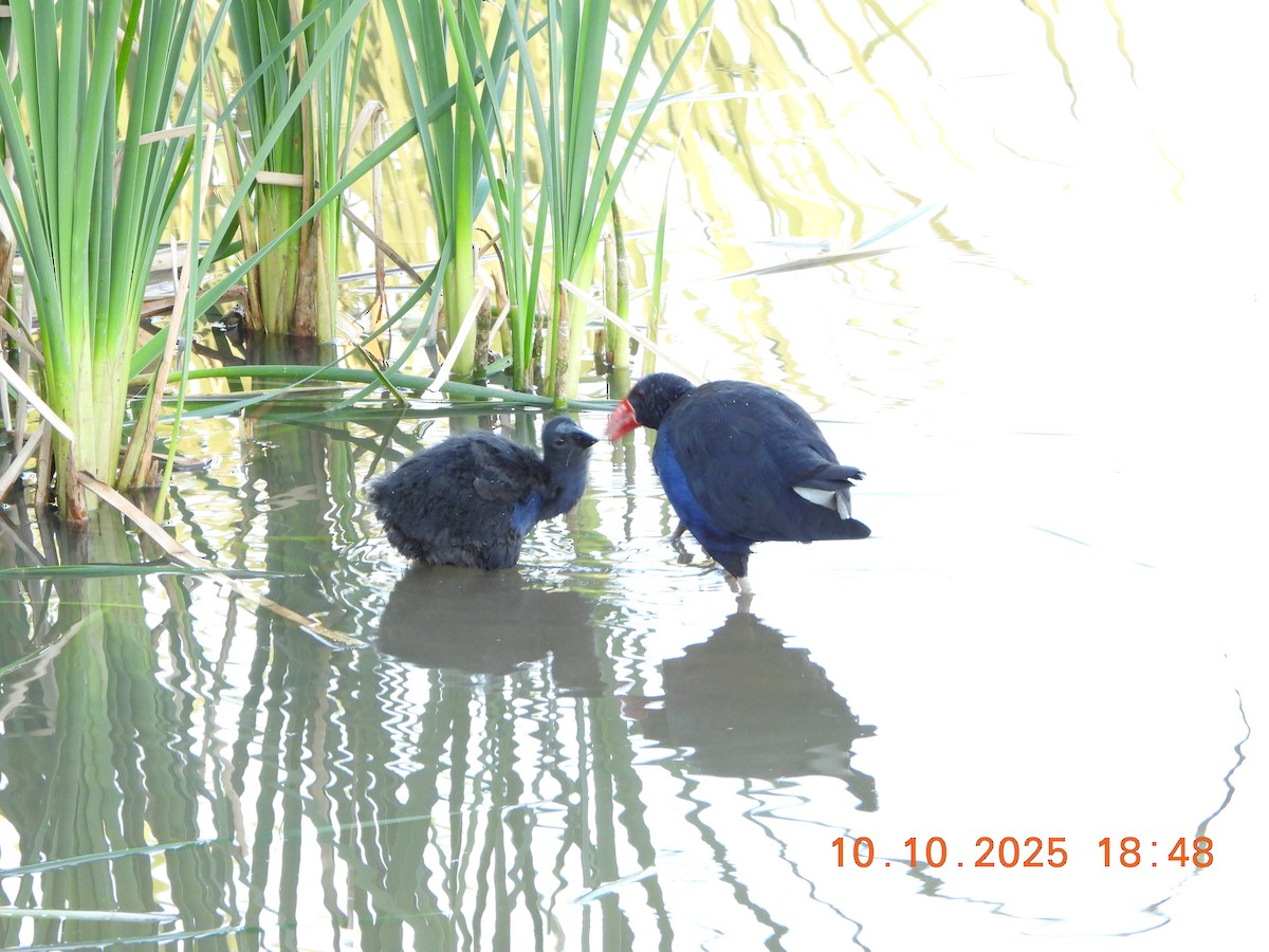 Australasian Swamphen - ML643264593
