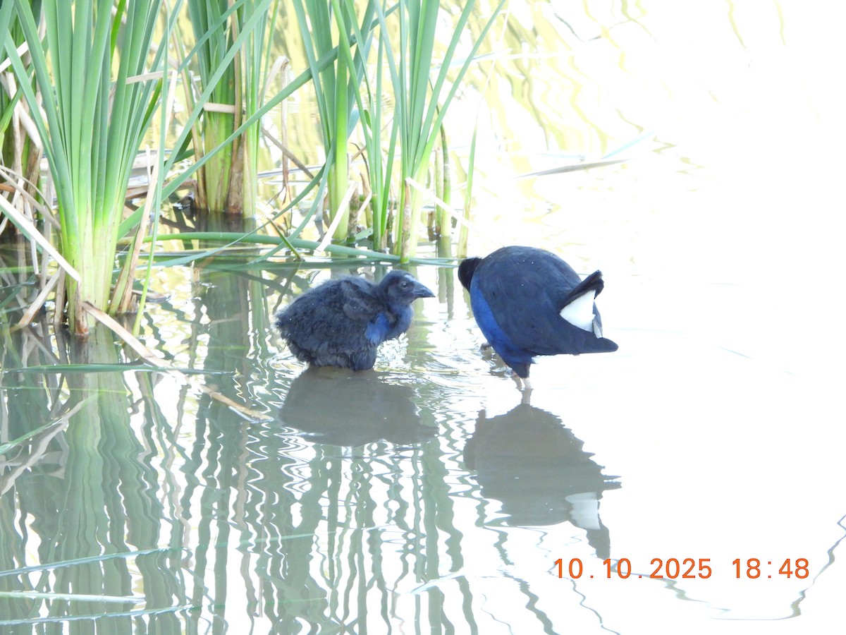 Australasian Swamphen - ML643264594