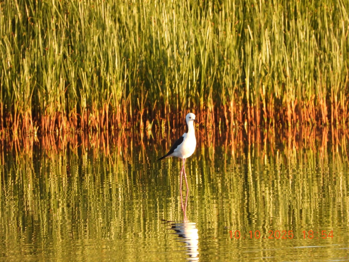 Pied Stilt - ML643264598
