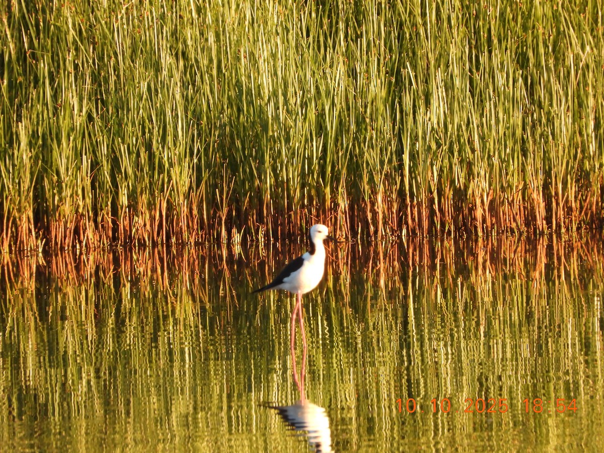 Pied Stilt - ML643264599