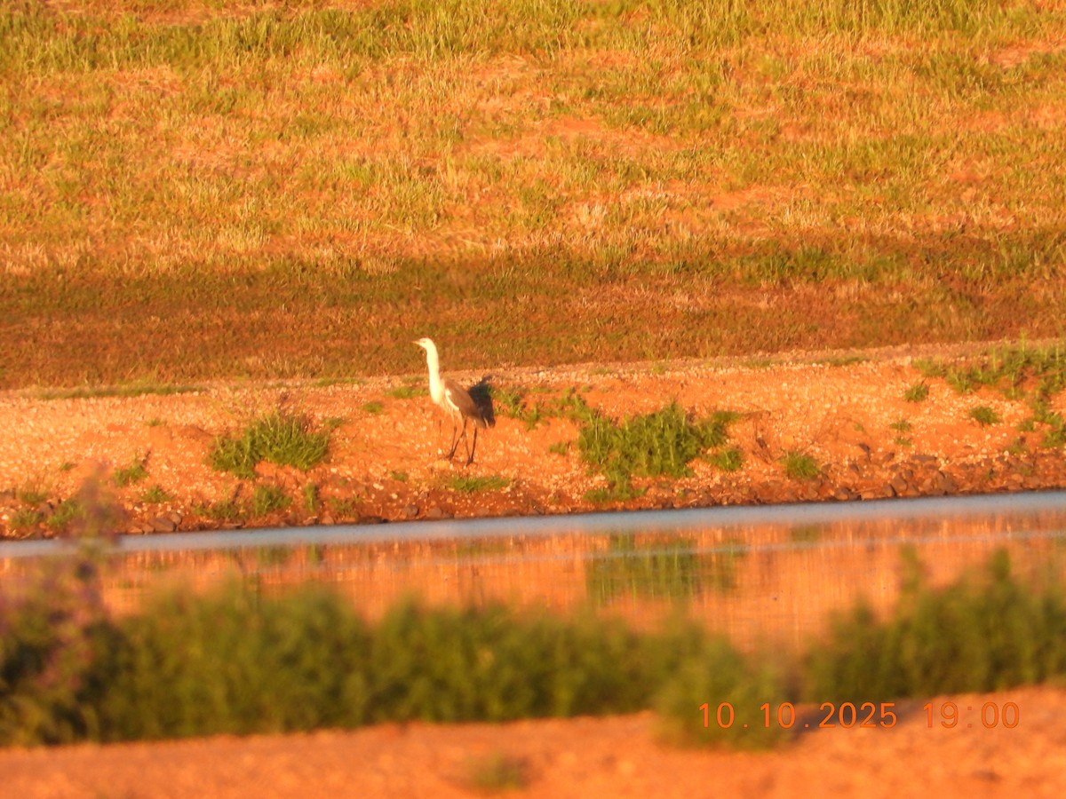 Pacific Heron - ML643264609