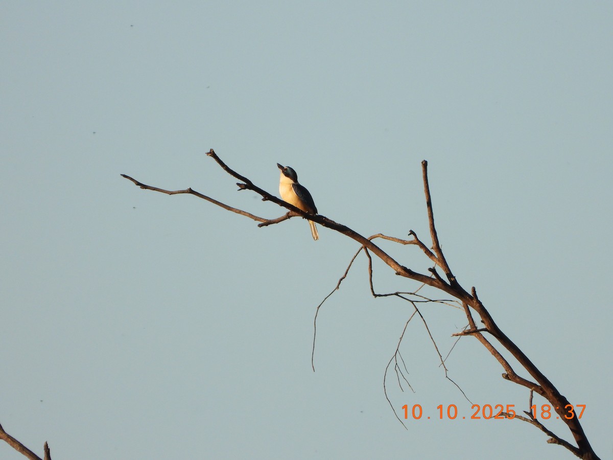 Sacred Kingfisher - ML643264614