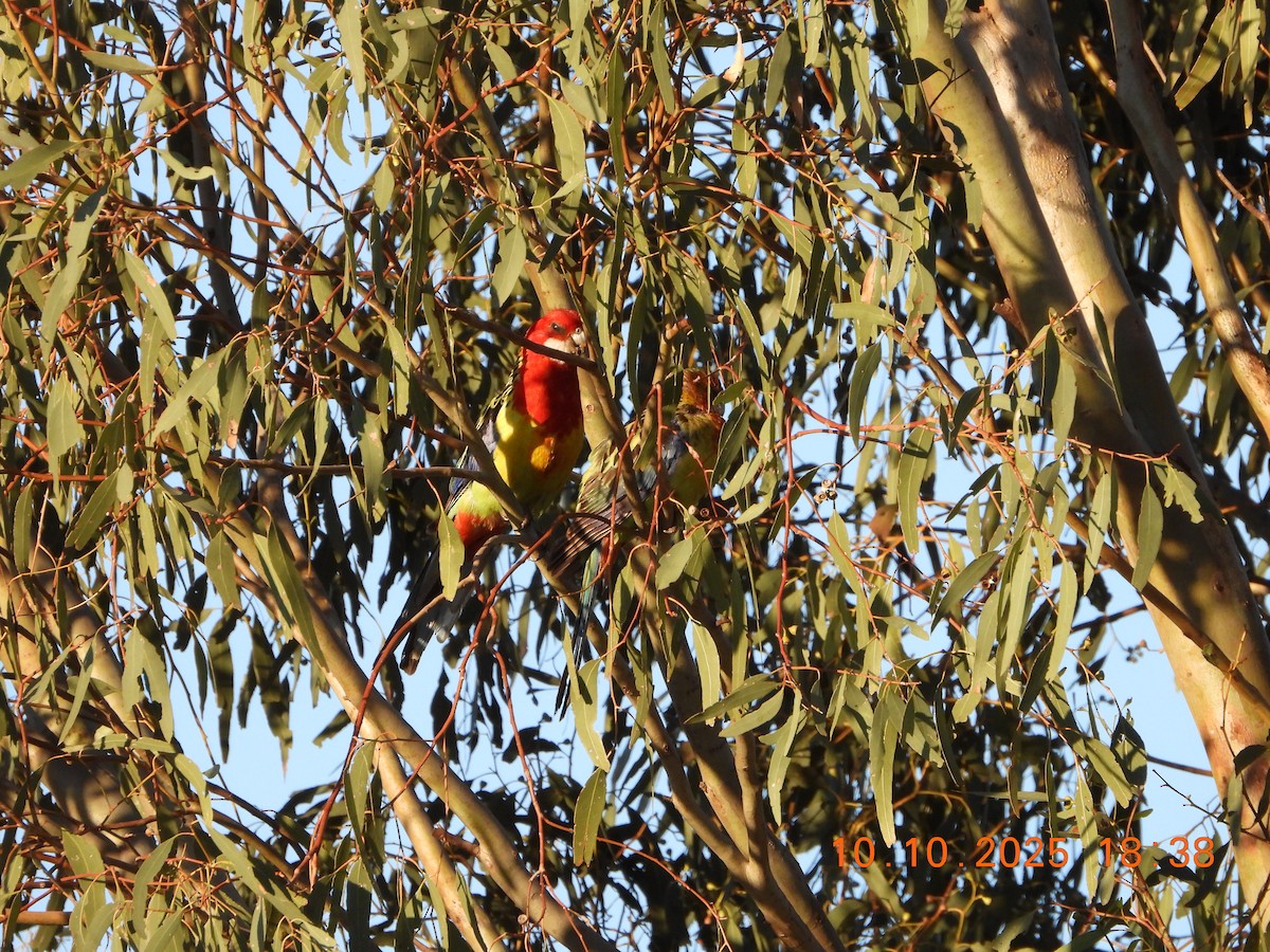Eastern Rosella - ML643264615