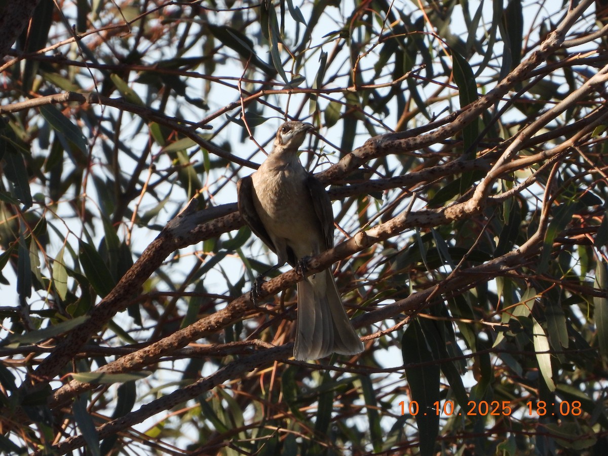 Little Friarbird - ML643264618