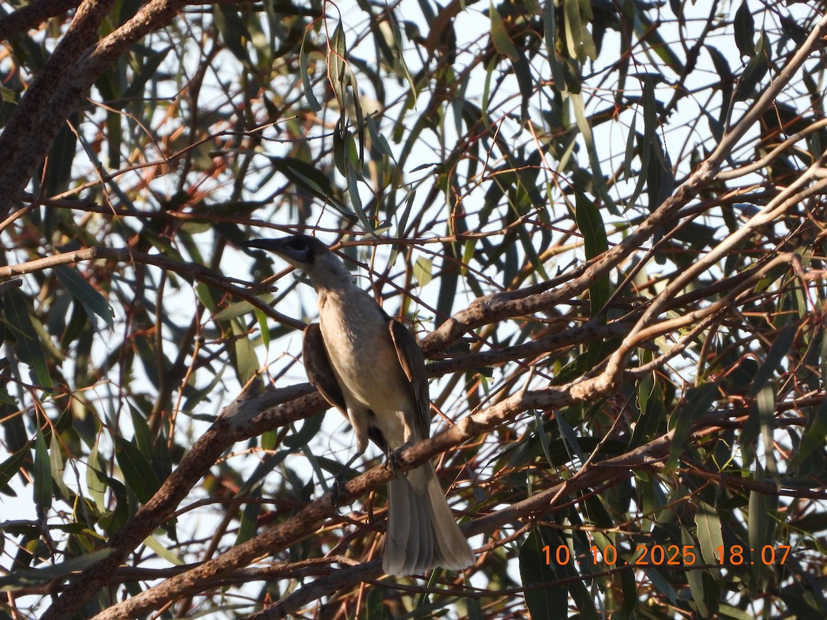 Little Friarbird - ML643264619