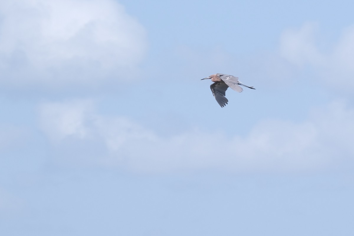 Reddish Egret - ML643264624
