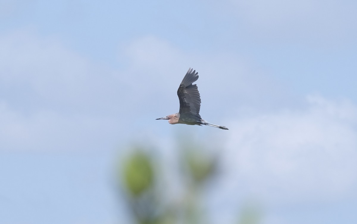 Reddish Egret - ML643264625