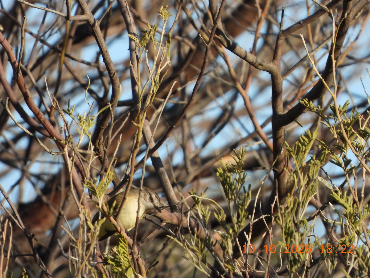 Yellow-rumped Thornbill - ML643264639