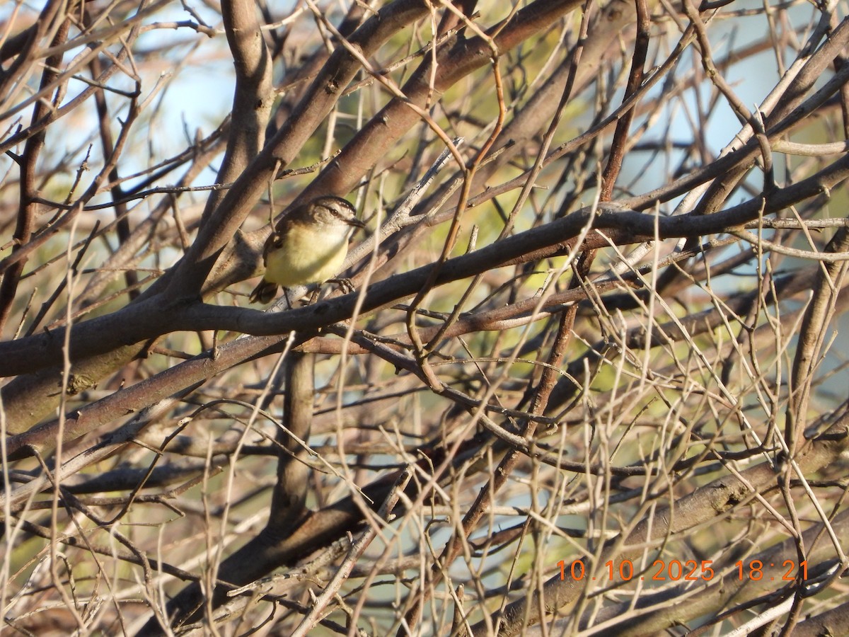 Yellow-rumped Thornbill - ML643264640