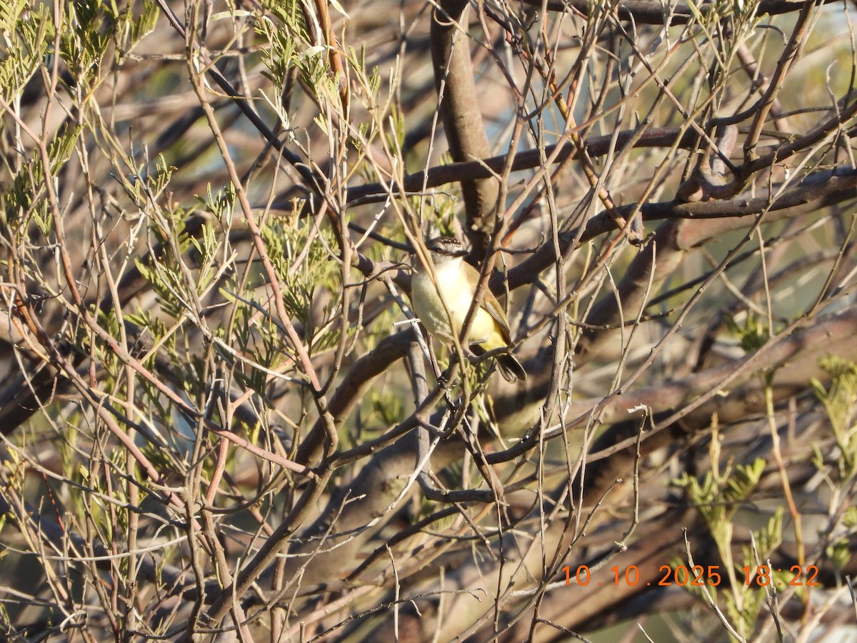 Yellow-rumped Thornbill - ML643264641