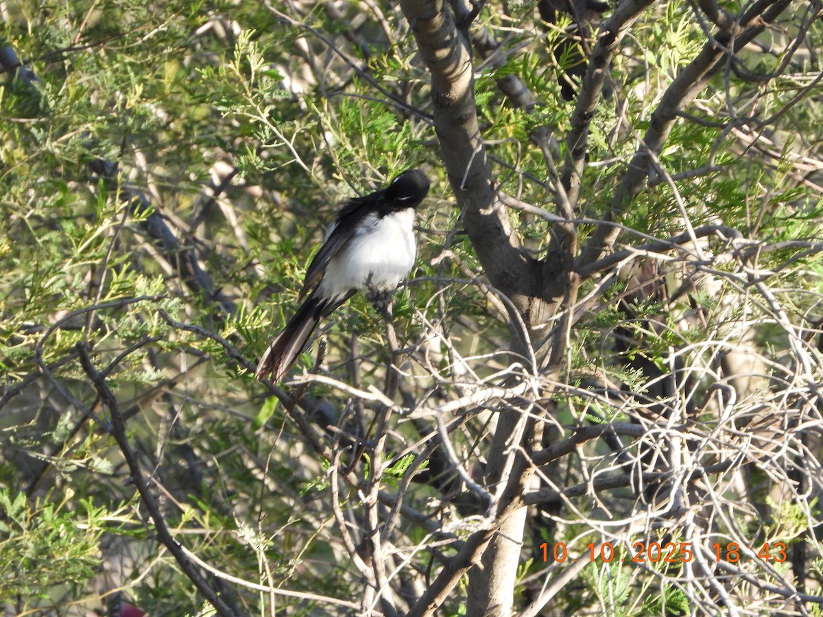 Willie-wagtail - ML643264644