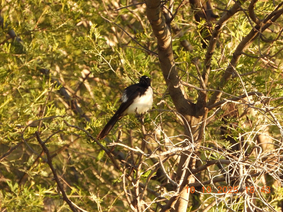 Willie-wagtail - ML643264645