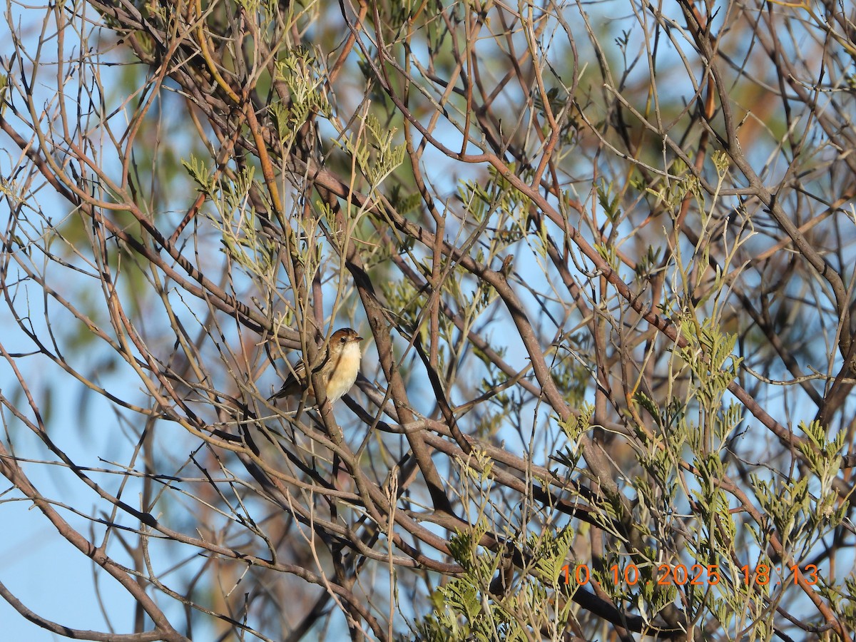 Golden-headed Cisticola - ML643264646