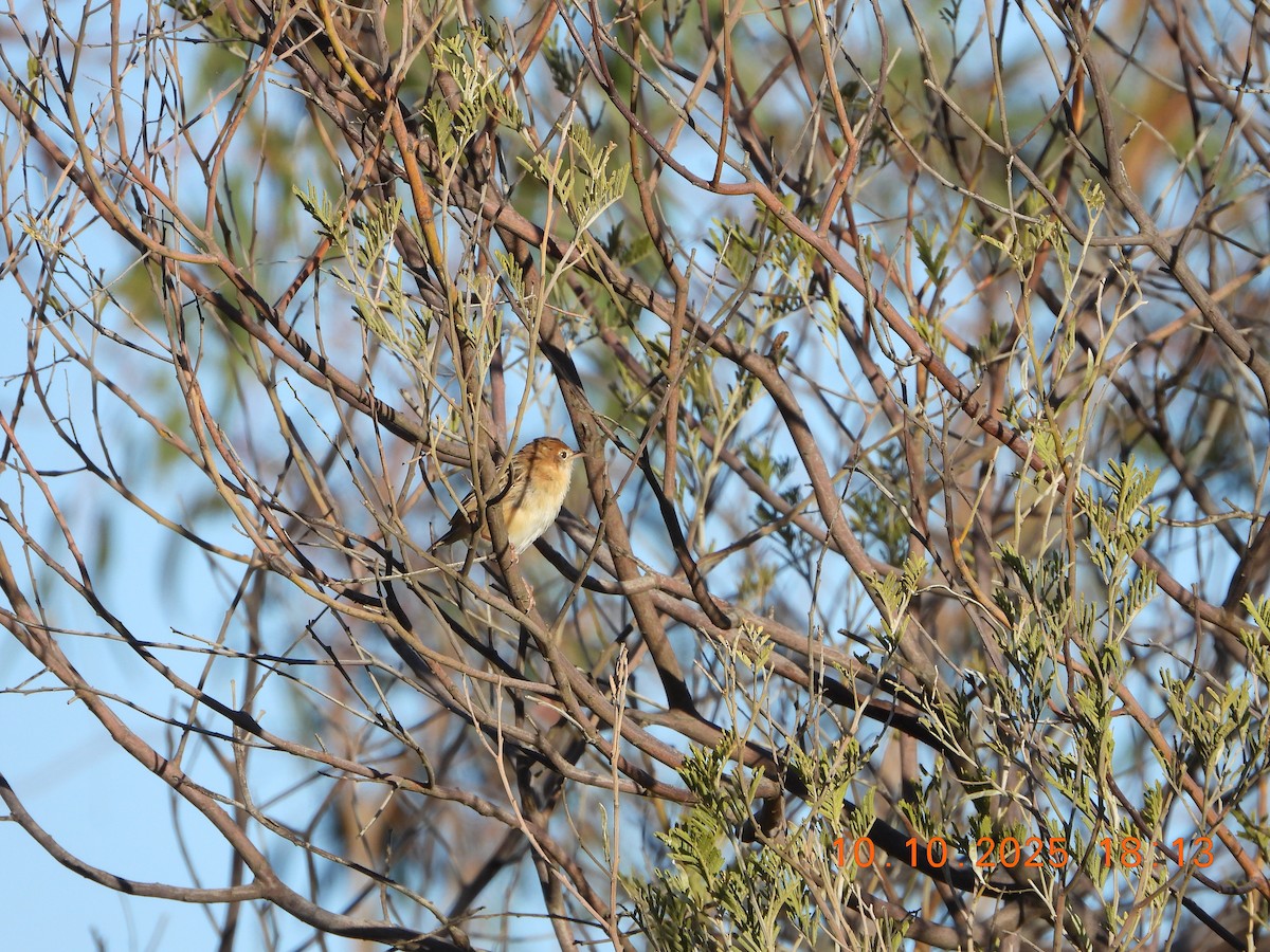 Golden-headed Cisticola - ML643264647
