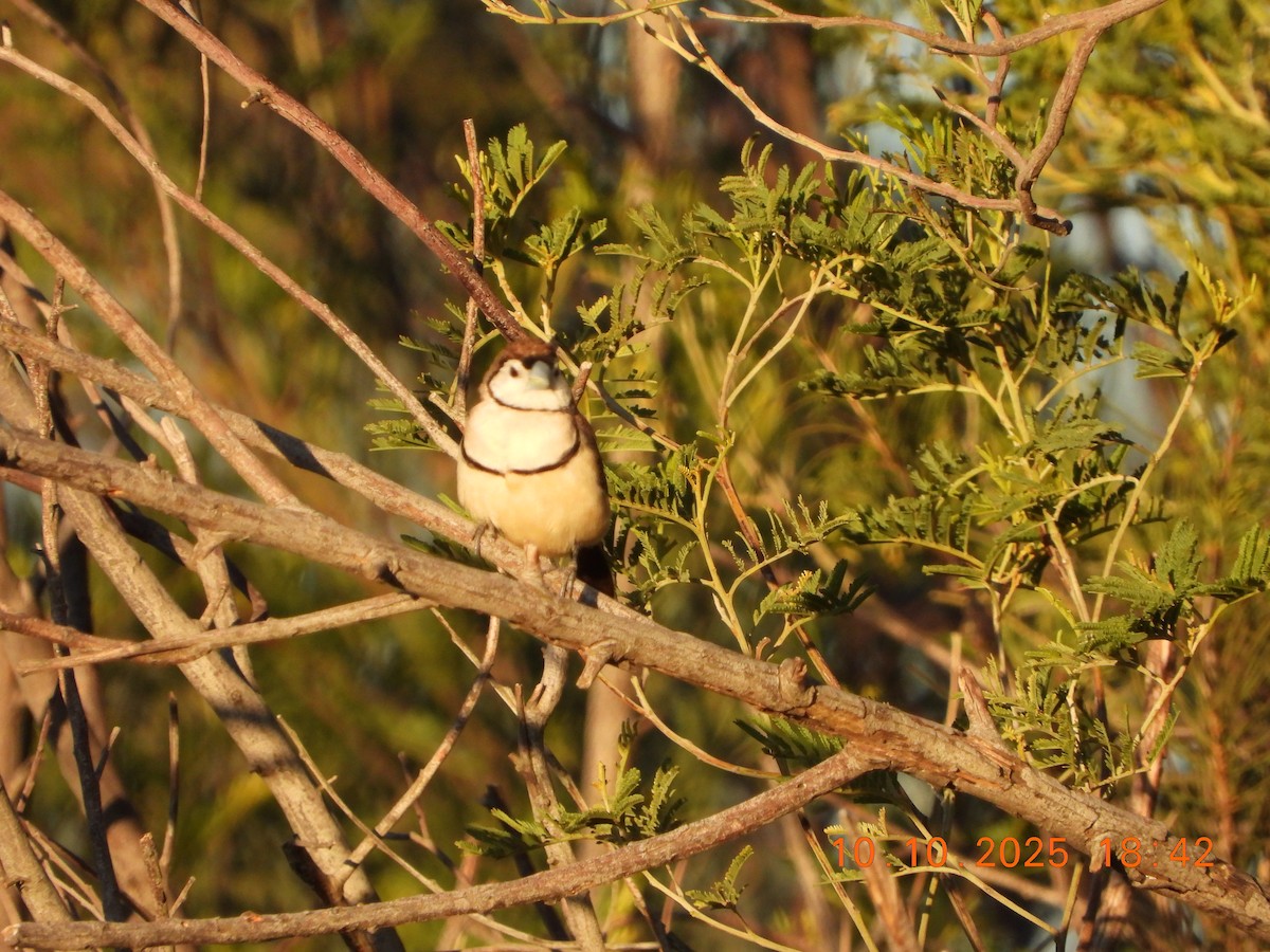 Double-barred Finch - ML643264654