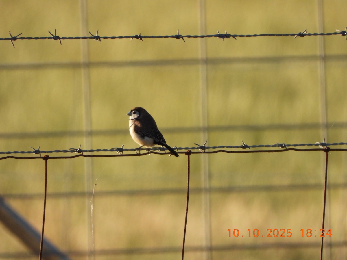 Double-barred Finch - ML643264656