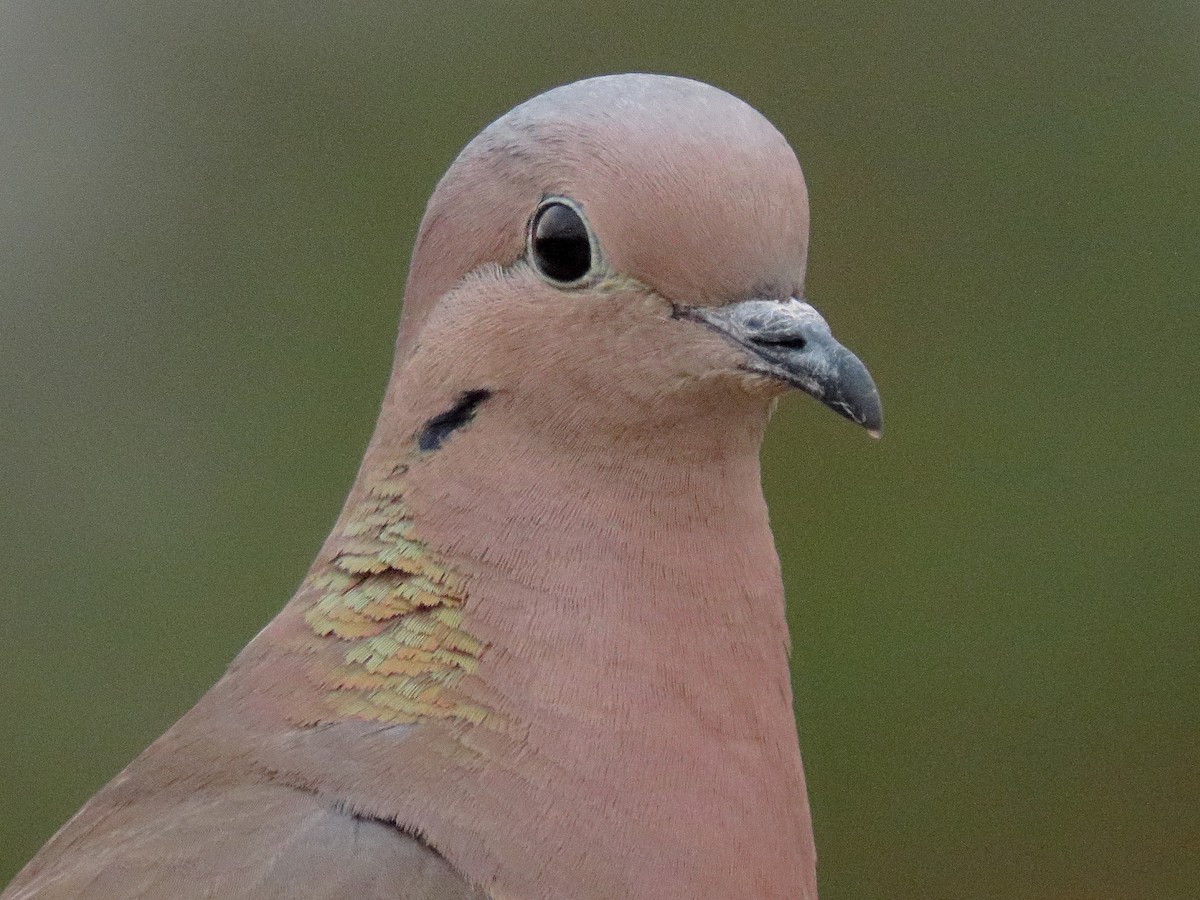Eared Dove - ML643264680