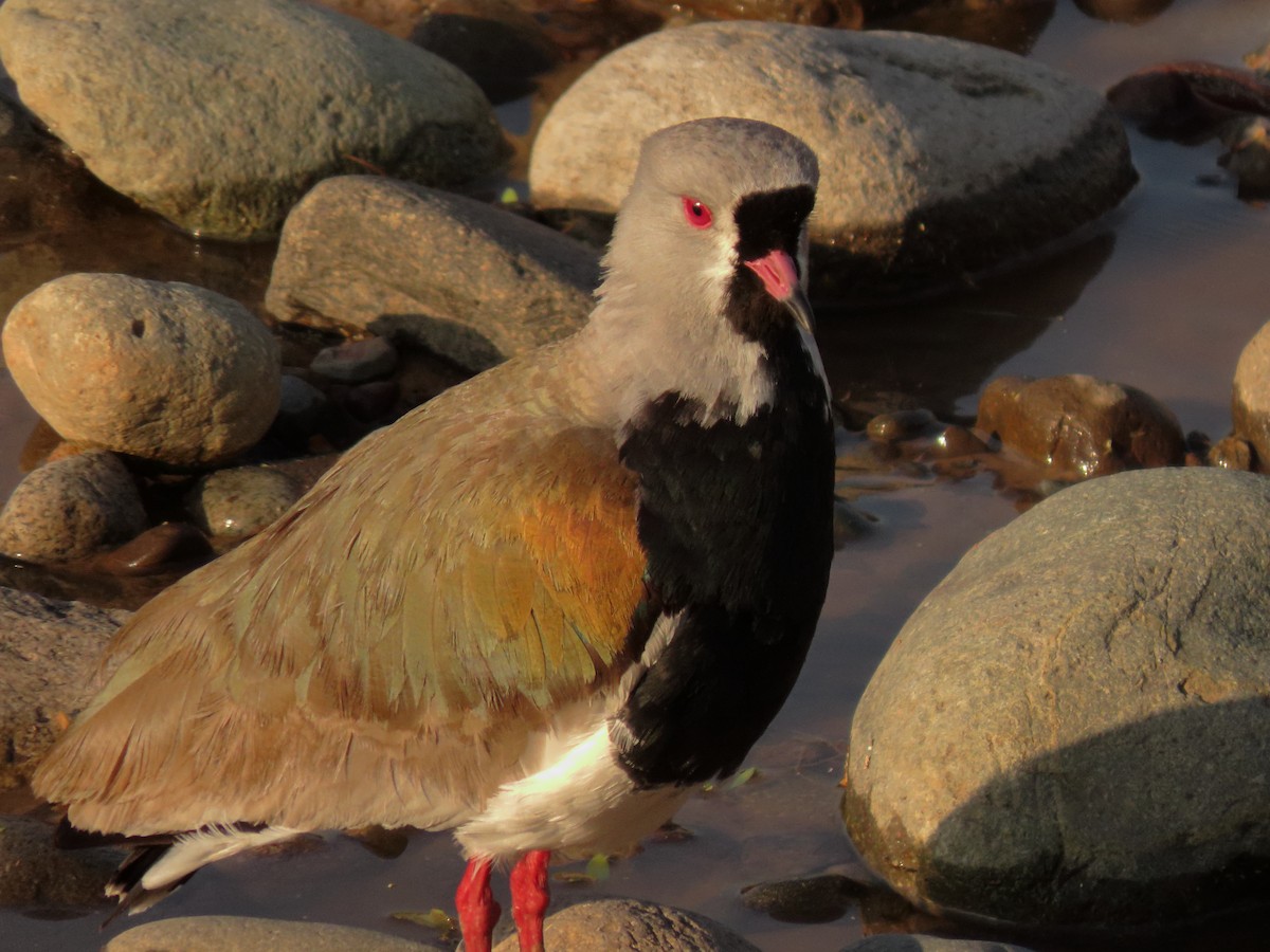 Southern Lapwing - ML643264688