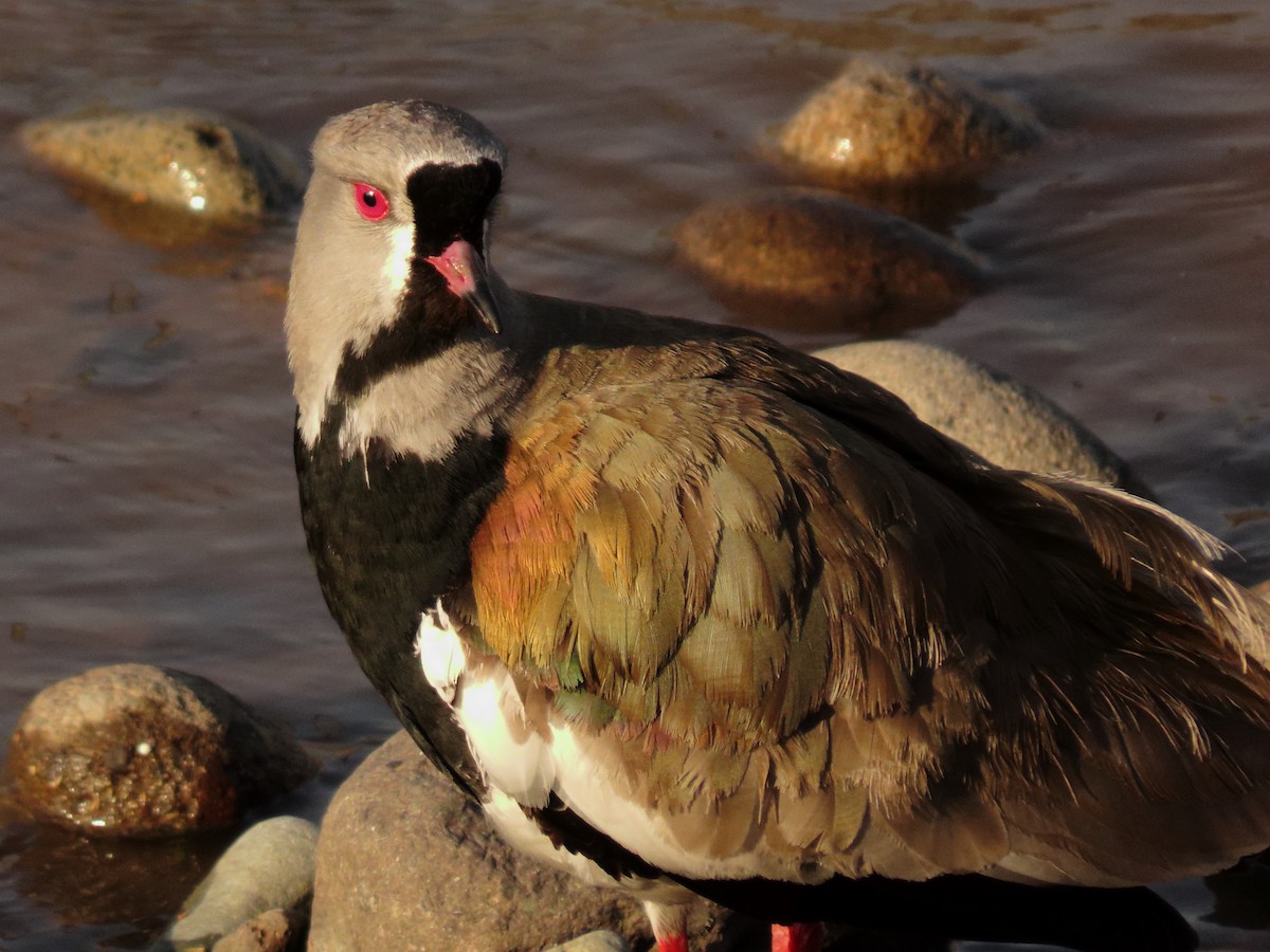 Southern Lapwing - ML643264694