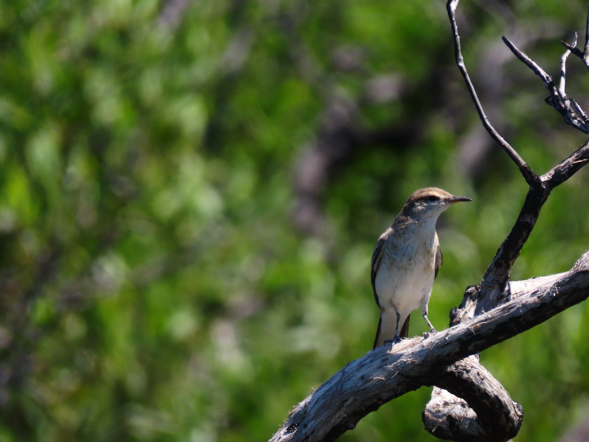 White-winged Triller - ML643264699