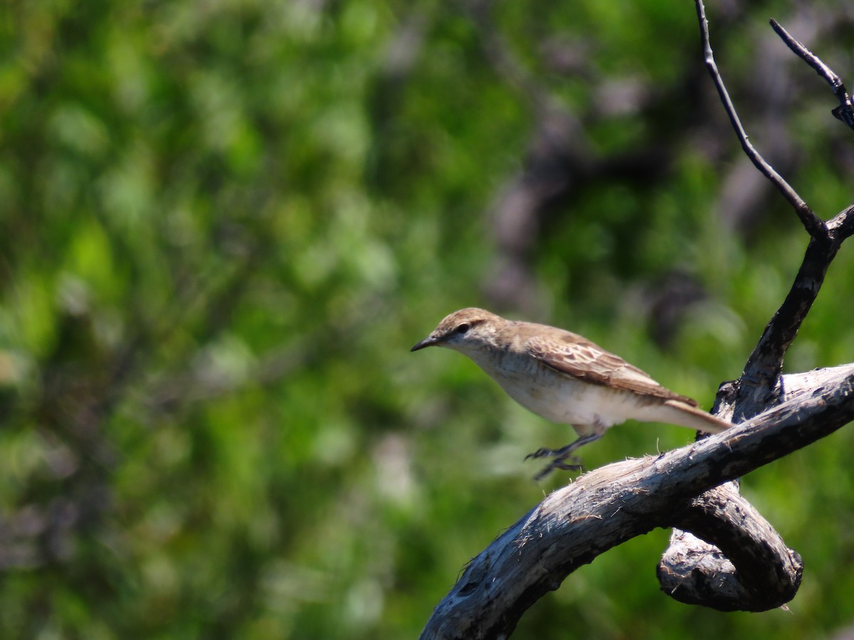 White-winged Triller - ML643264700