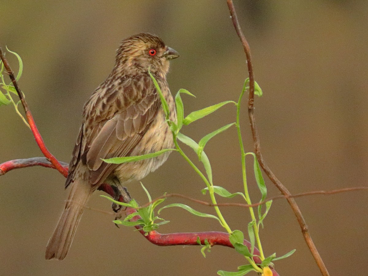 Rufous-tailed Plantcutter - ML643264703