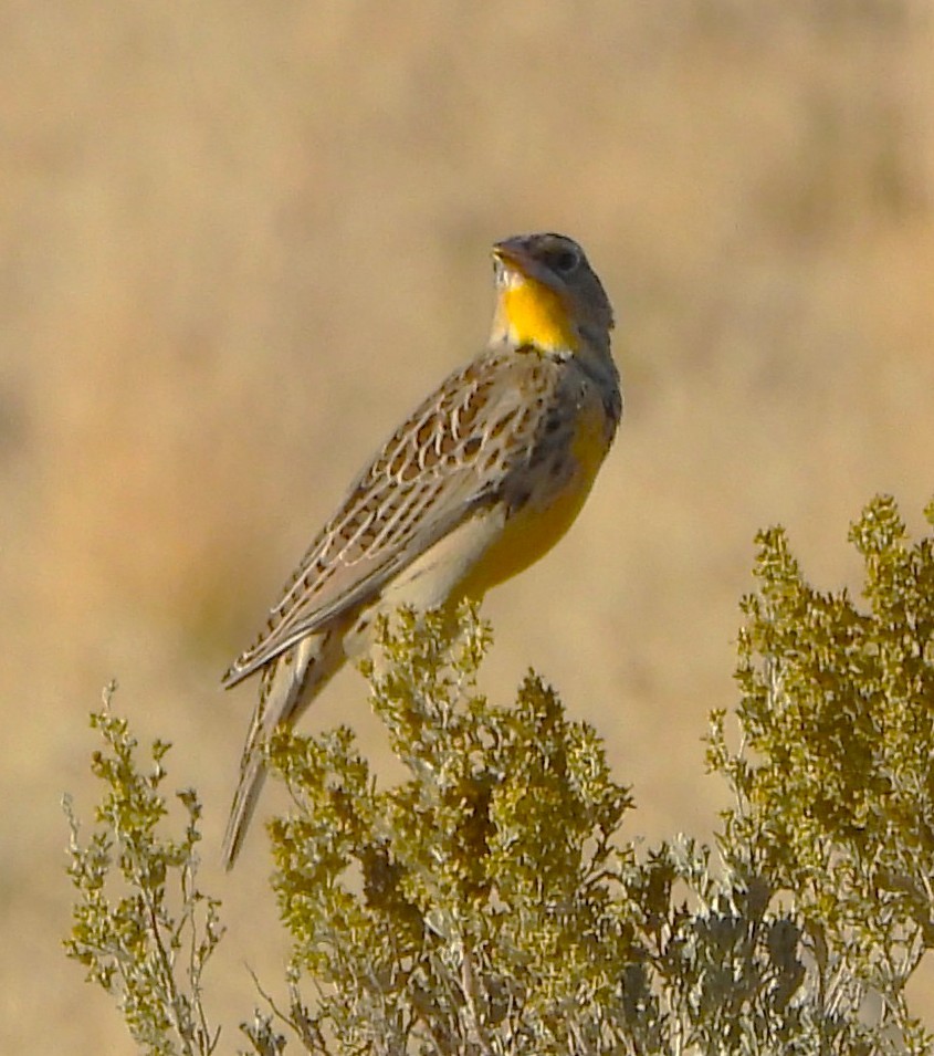 Western Meadowlark - ML643264722