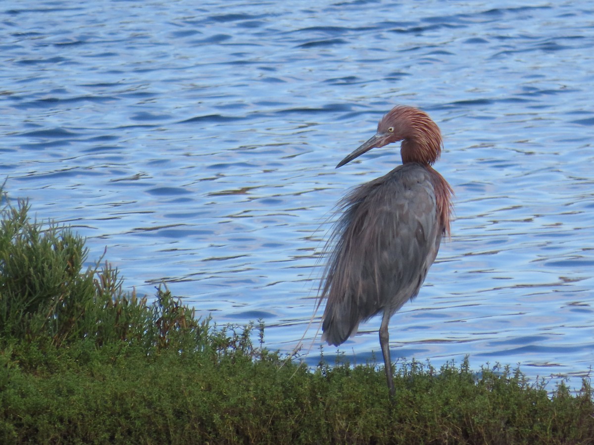 Reddish Egret - ML643264731