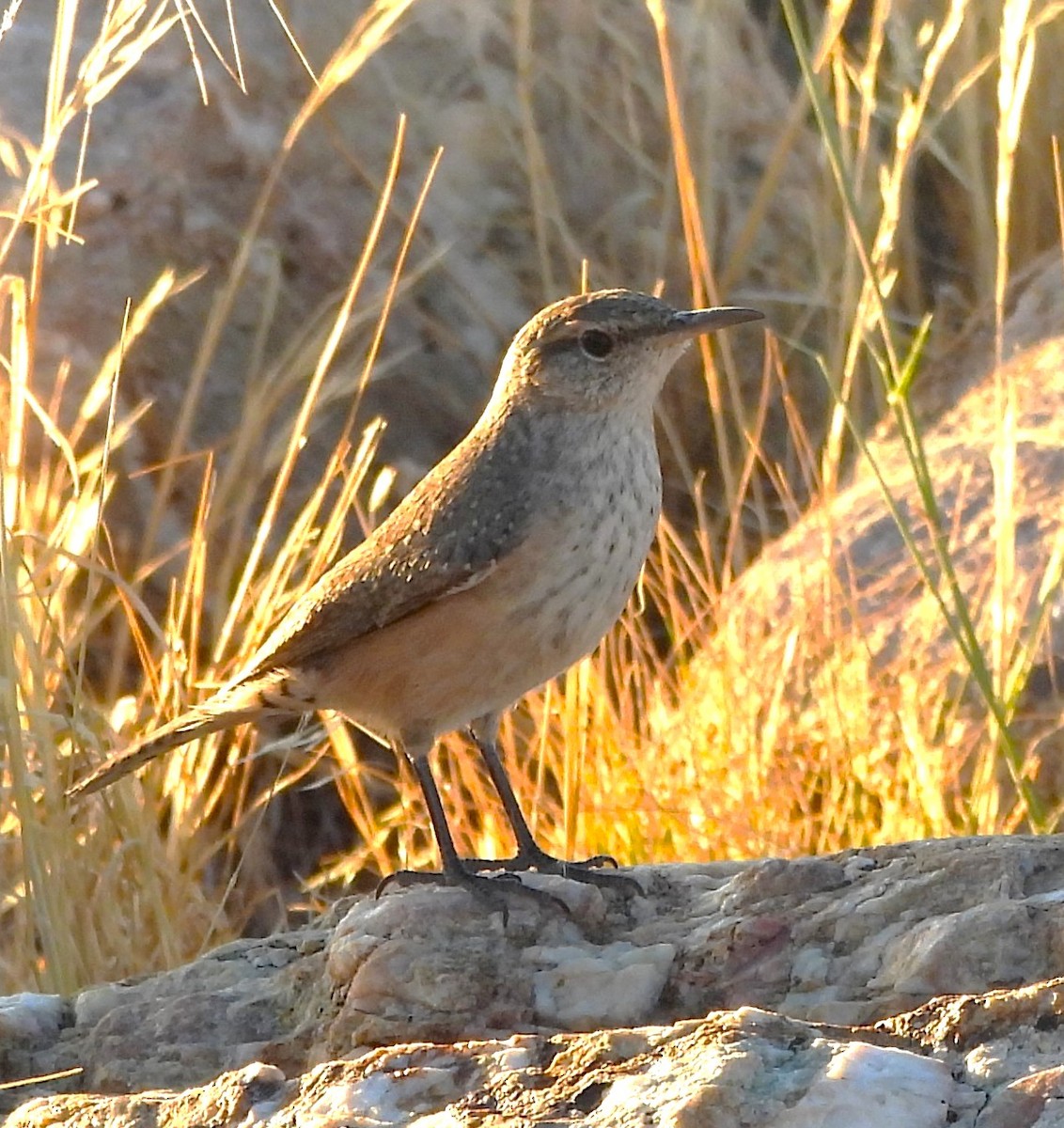 Rock Wren - ML643264743