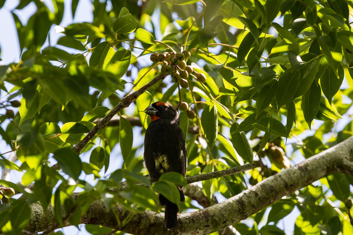 Pèrenoir petit-coq - ML643264749