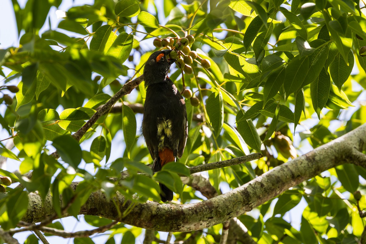 Pèrenoir petit-coq - ML643264750
