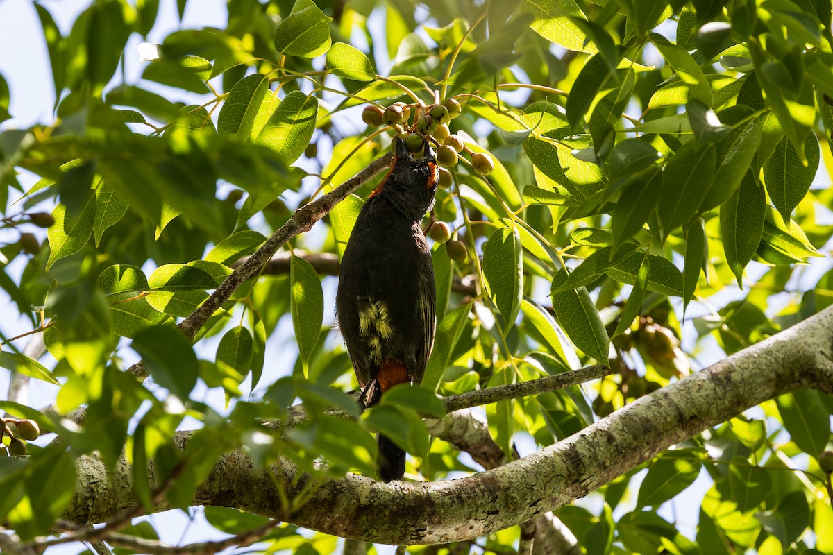 Pèrenoir petit-coq - ML643264751