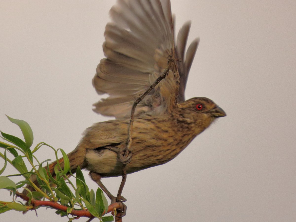 Rufous-tailed Plantcutter - ML643264754