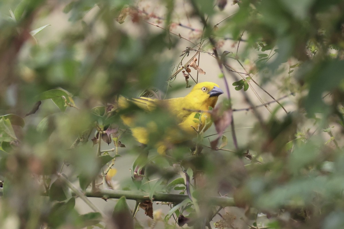 Holub's Golden-Weaver - ML643264761