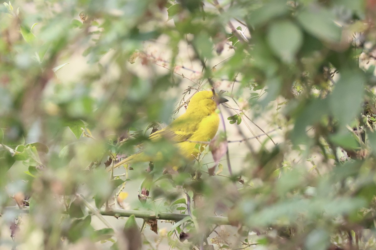 Holub's Golden-Weaver - ML643264762