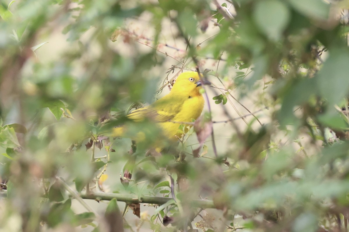 Holub's Golden-Weaver - ML643264763