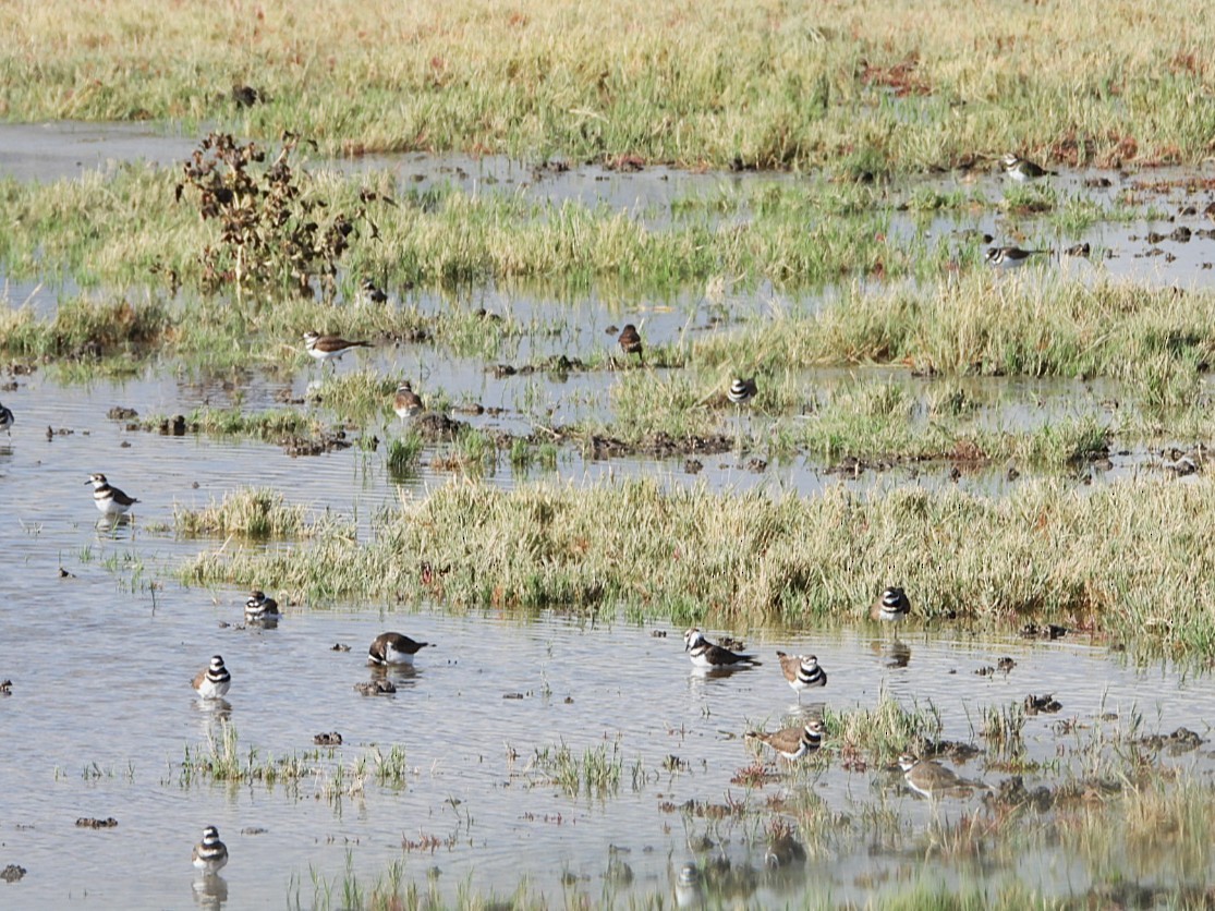 Killdeer - ML643264764
