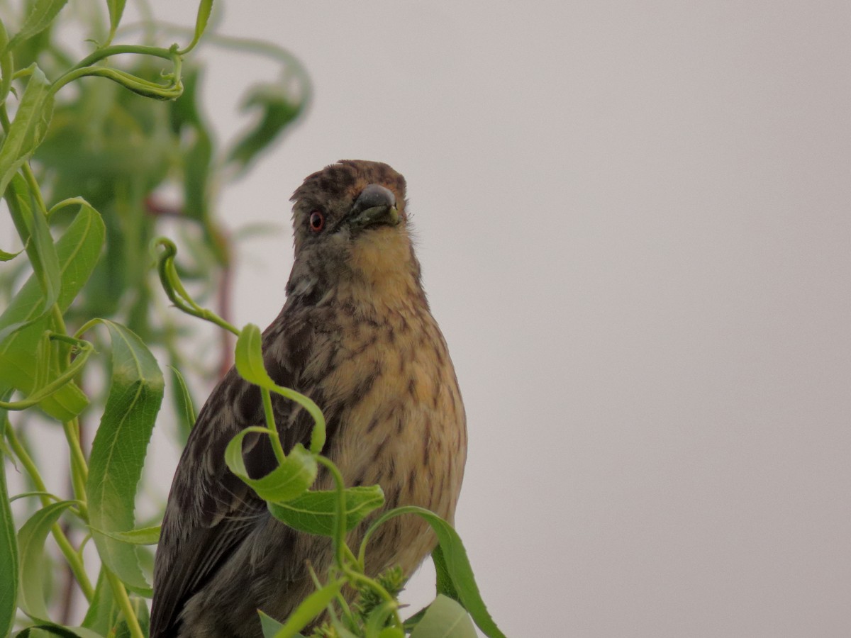 Rufous-tailed Plantcutter - ML643264770