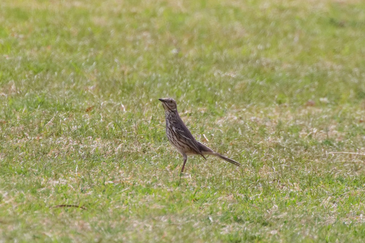 Sage Thrasher - ML643264772