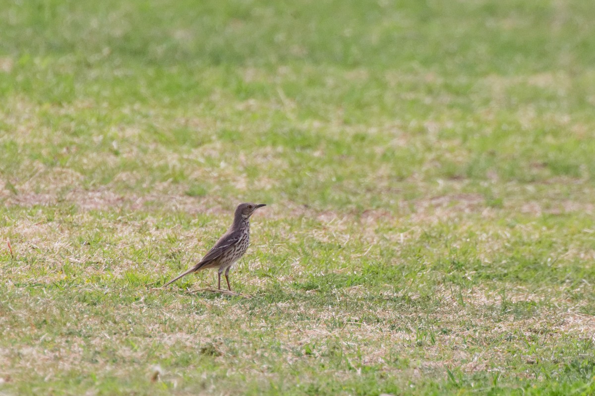 Sage Thrasher - ML643264773